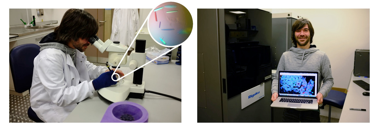 Seeing how trypanosomes resist human innate immunity