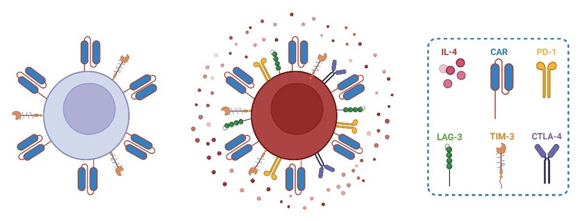 IL-4: A Regulator of CART Cell Exhaustion