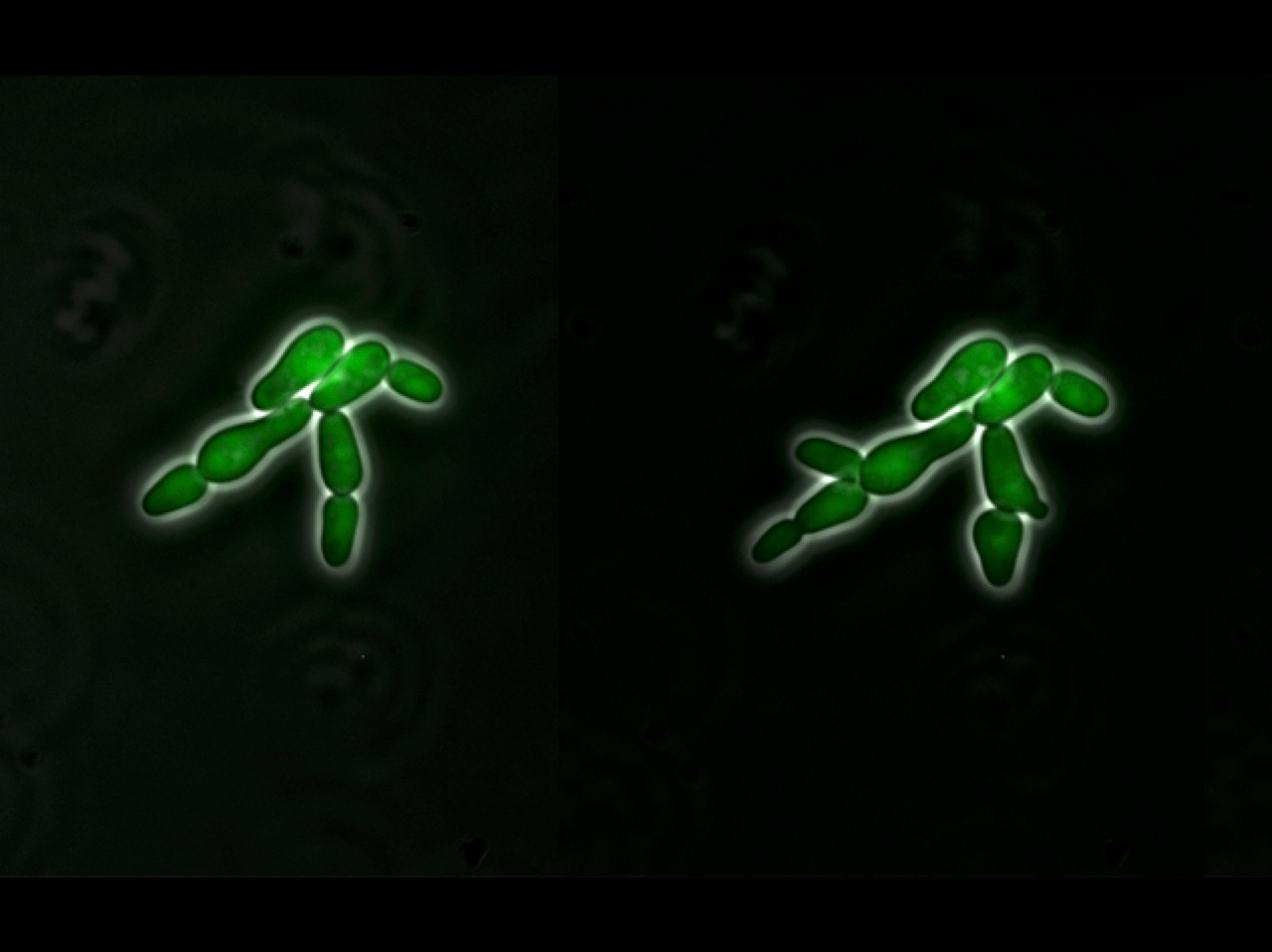 Towards programmable cell pattern formation