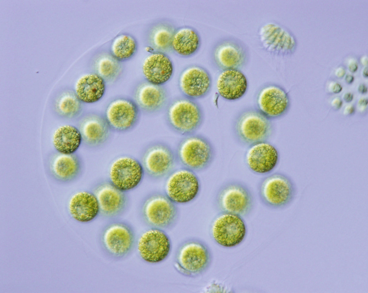 A small blueprint of “Adam” unveiled based on de novo assemblies of four nuclear whole genomes