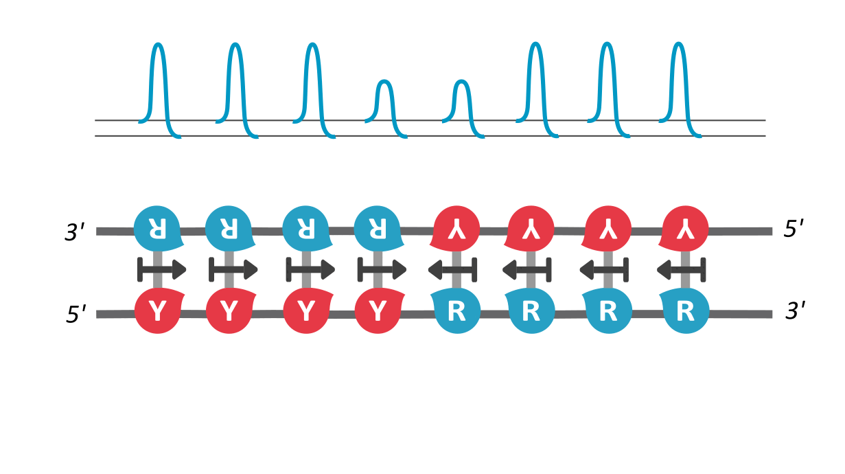 How do DNA Replication Origins work?