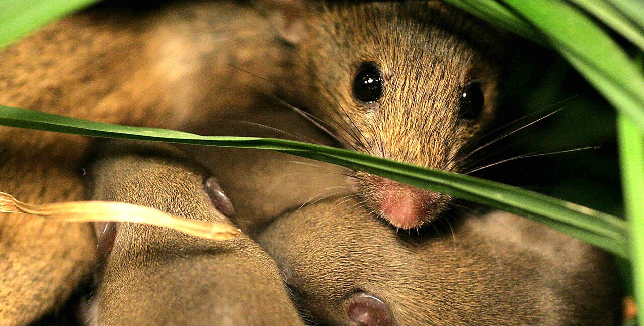 The oxytocin connection: new insights into cooperative relationships revealed by communally breeding house mice