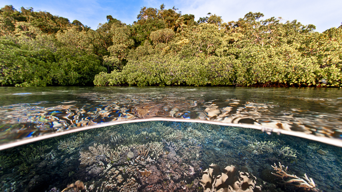 Call for papers: Trophic webs Collection
