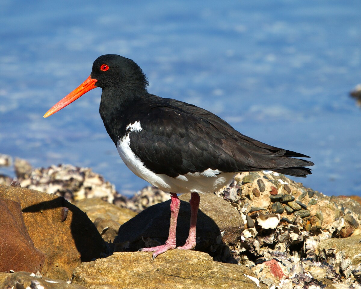 UK’s oldest known Oystercatchers discovered on England’s East Coast Wetlands