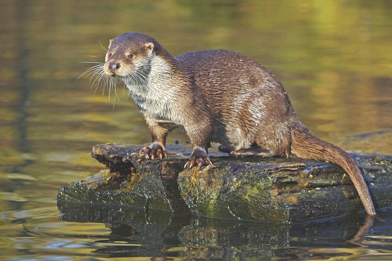 Discovering UK Otters: Biology, Ecology and Conservation