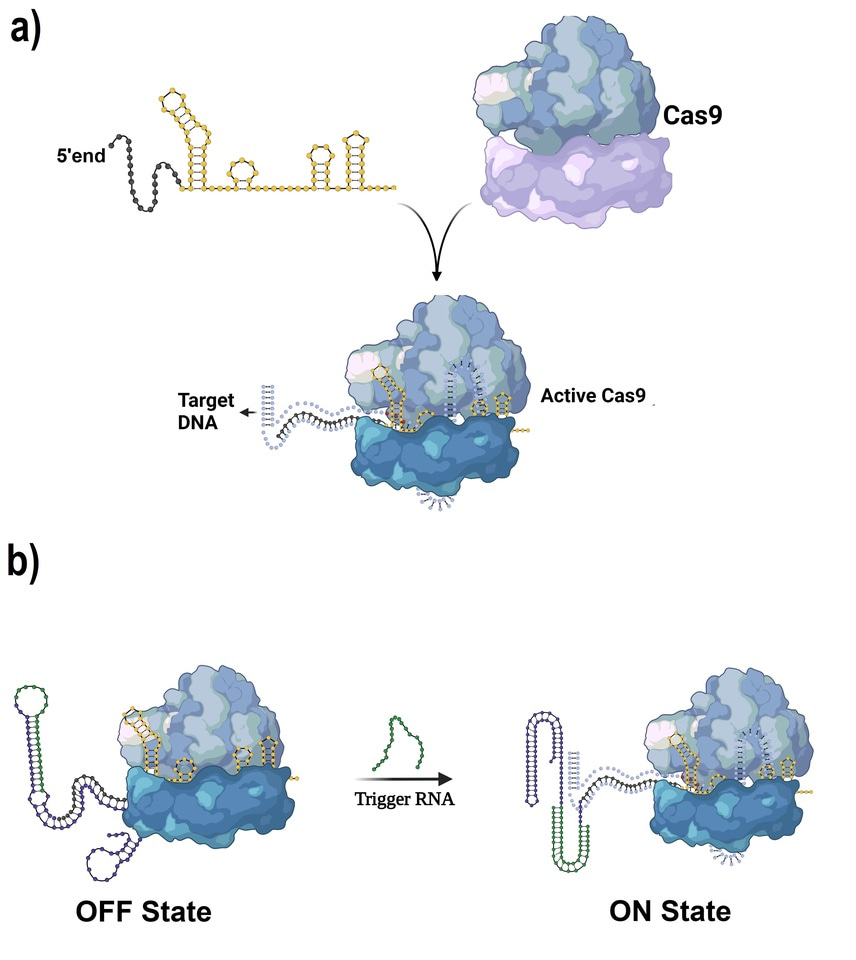Behind the Paper: Developing a Smarter CRISPR Tool with RNA-Sensing Capabilities