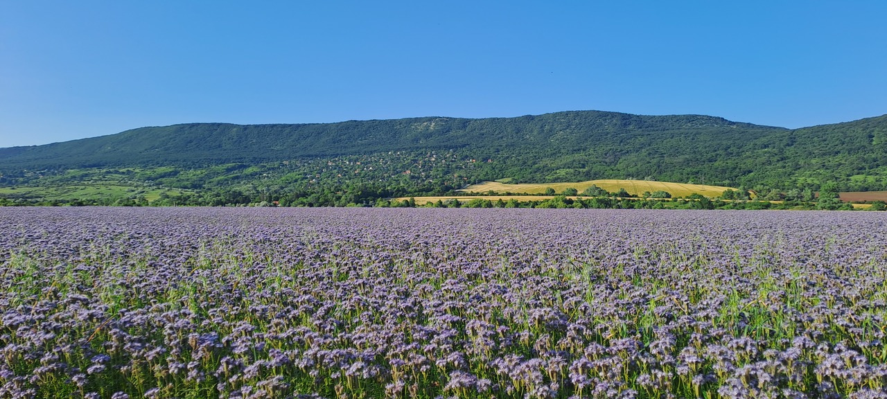 Diminishing control of evaporation on rising land surface temperature of the Earth