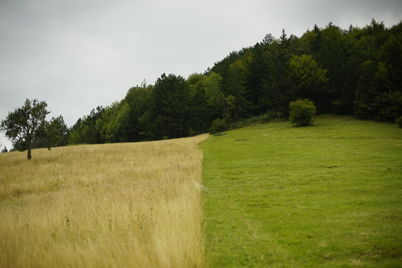 Trade-offs between grassland plant biodiversity and yields are heterogenous across Germany