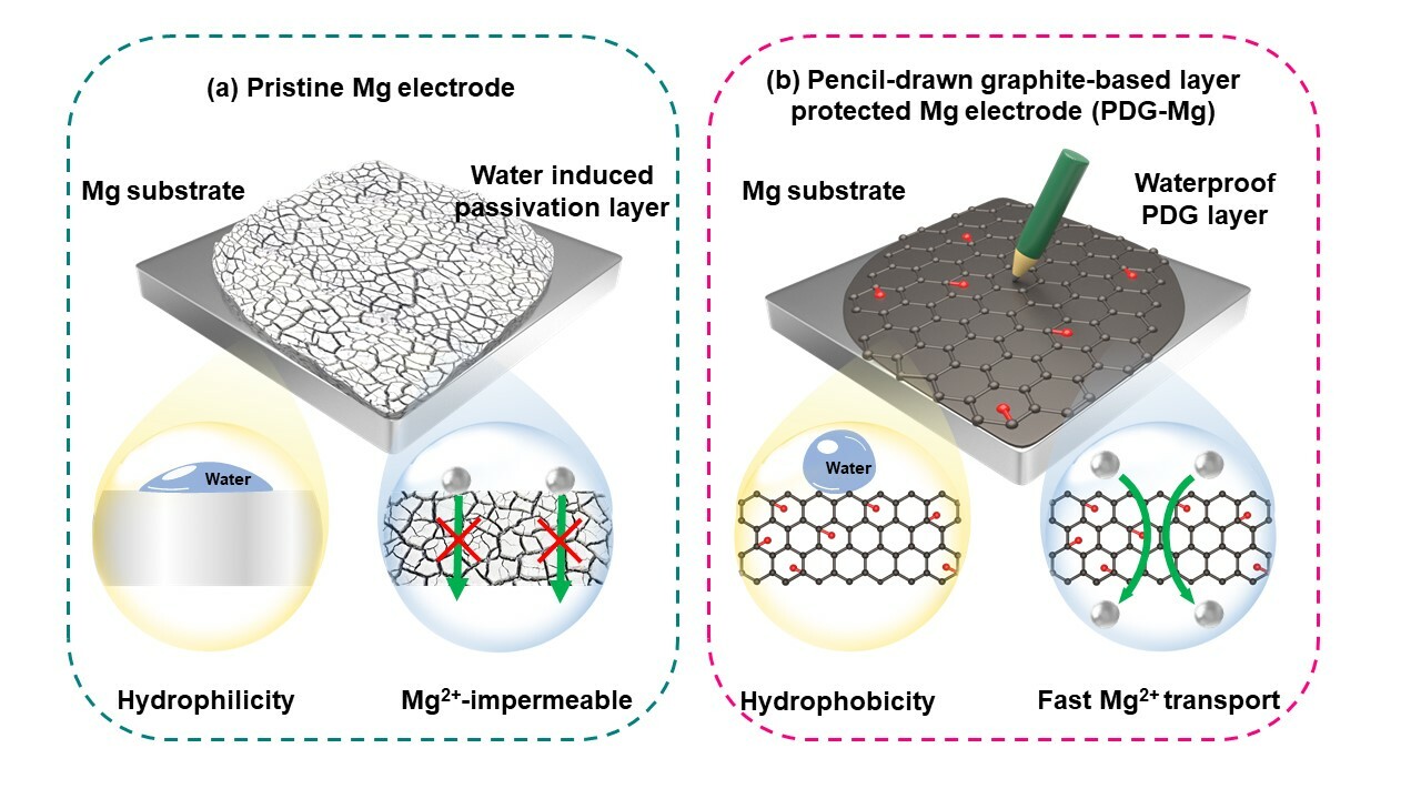 Toward waterproof magnesium metal anodes by uncovering water-induced passivation and drawing water-tolerant interphases 