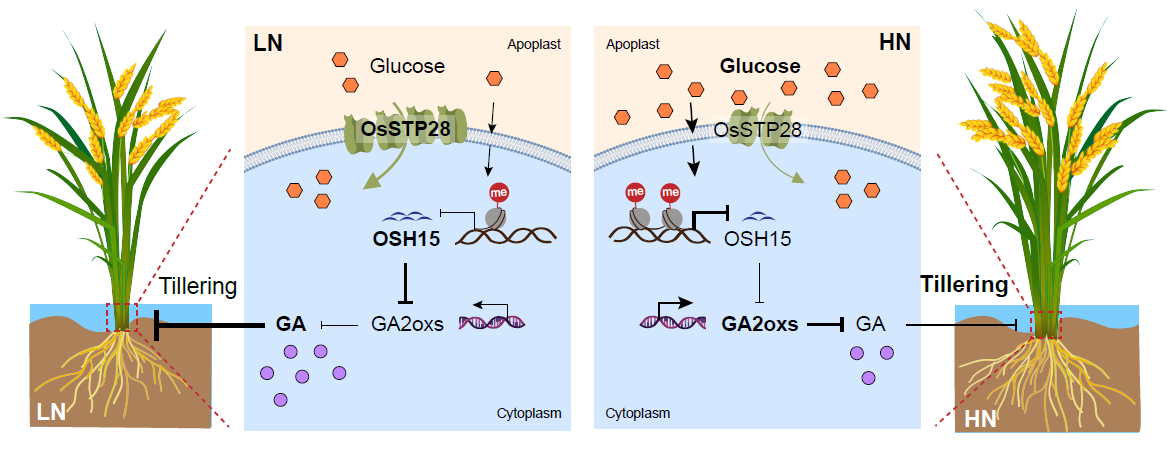 Sugar transporter modulates nitrogen-determined tillering and yield formation in rice