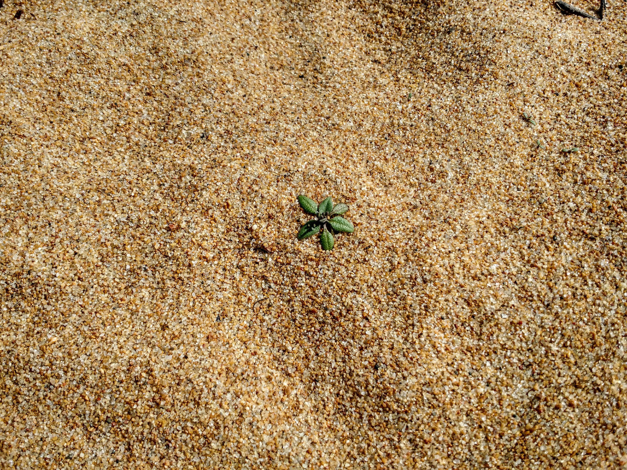 Life on the edge prepares plants for climate change