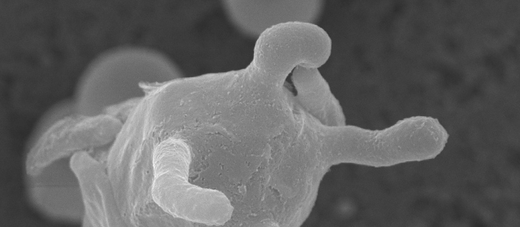 What a Long, Strange Trip Its Been