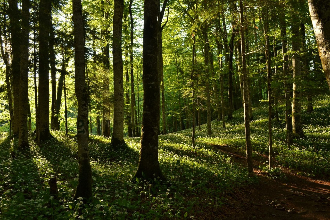 Postglacial dispersal and plant species richness in European beech forests