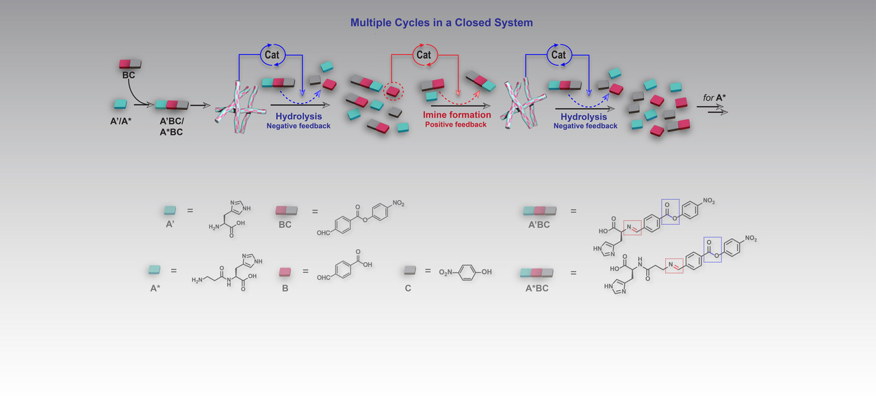 Unlocking Autonomy: Feedback Driven (Dis)Assembly Cycles in Minimal System