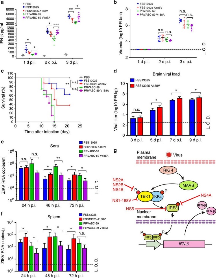Zika virus: enhancement of epidemic potential through viral mutations?