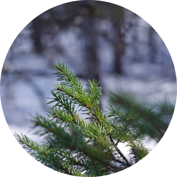 Go to the profile of Cedrick Verville-Tailleur