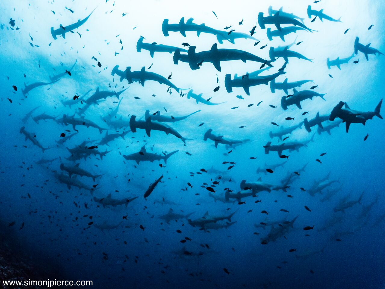 Global feeding habits of sharks revealed using stable carbon isotopes