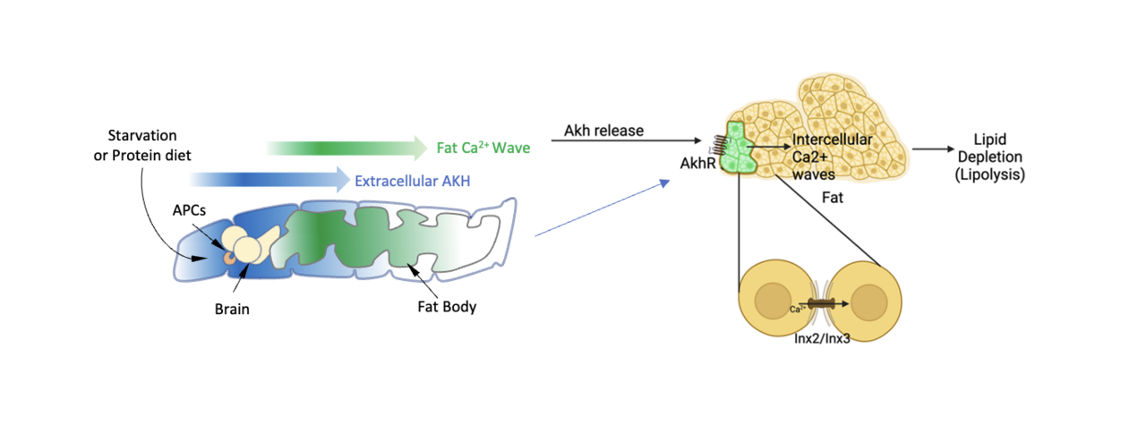 Dietary amino acids promote glucagon-like hormone release to generate global calcium waves in adipose tissues in Drosophila