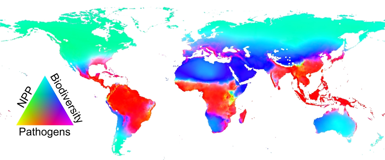 Ecological drivers of hunter-gatherer abundance