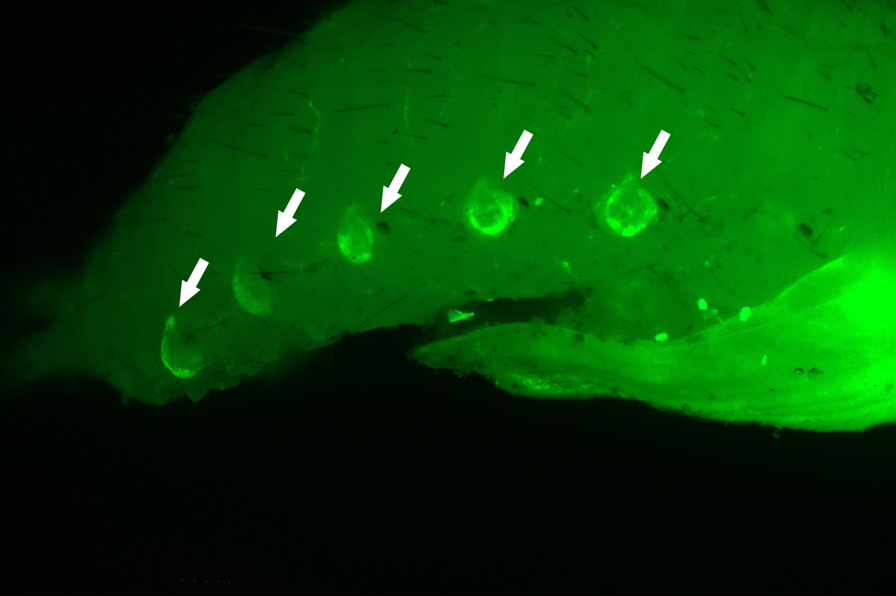 Can a beetle with 12 extra wings help explore the evolutionary origin of insect wings?