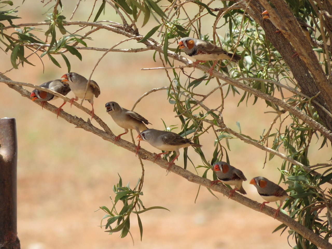 Turning up the heat on sperm ecology