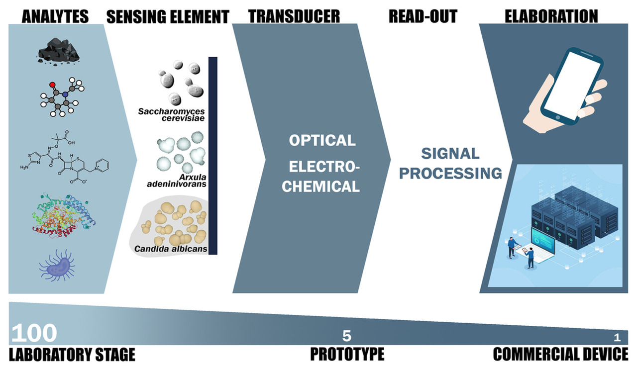 Yeast biocoating for metal detection