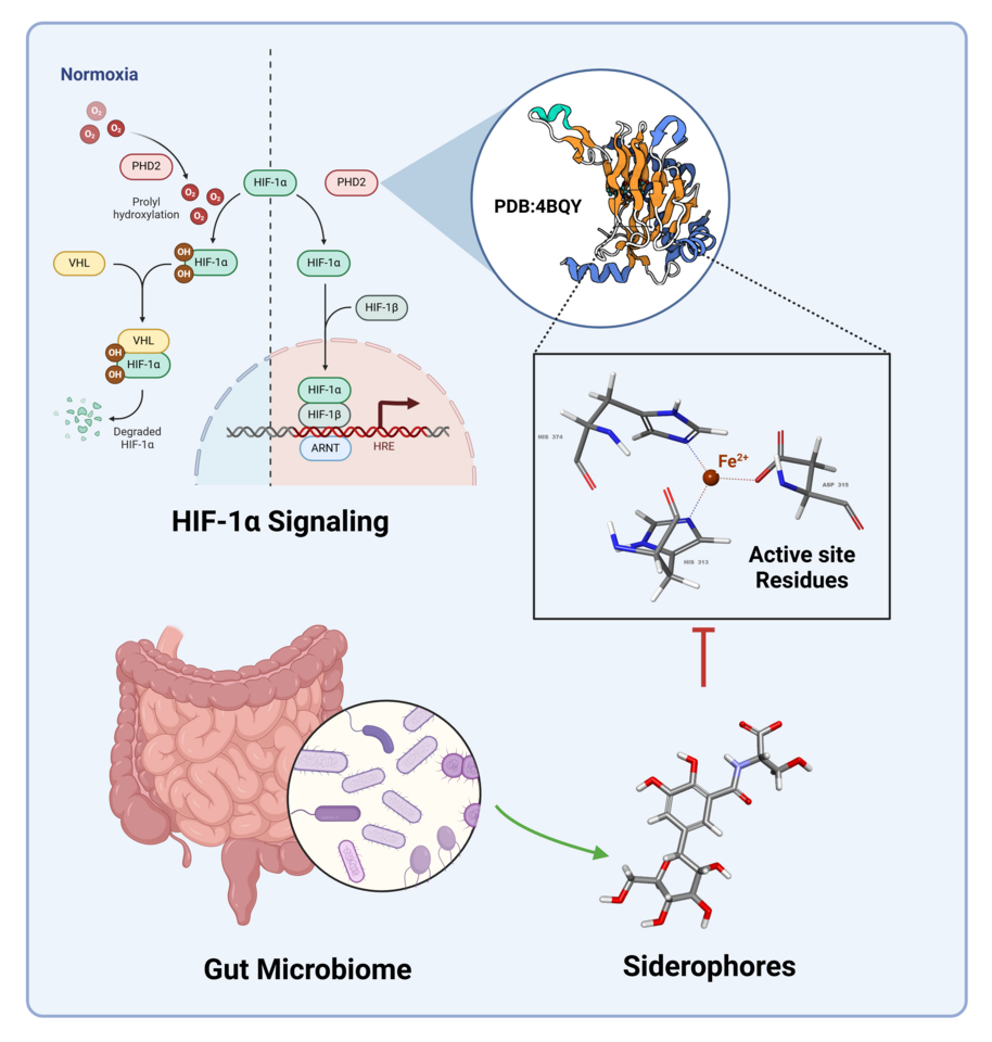 Gut Microbiota-Derived Siderophores as Key Modulators of PHD2 and HIF-1α Stability