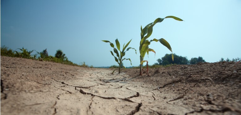 Call for papers: Drought-resistant crops