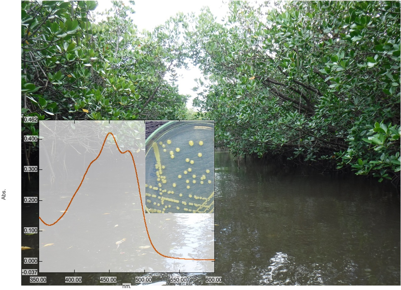 A new microbial discovery in the mangroves: meet Neptunitalea lumnitzerae