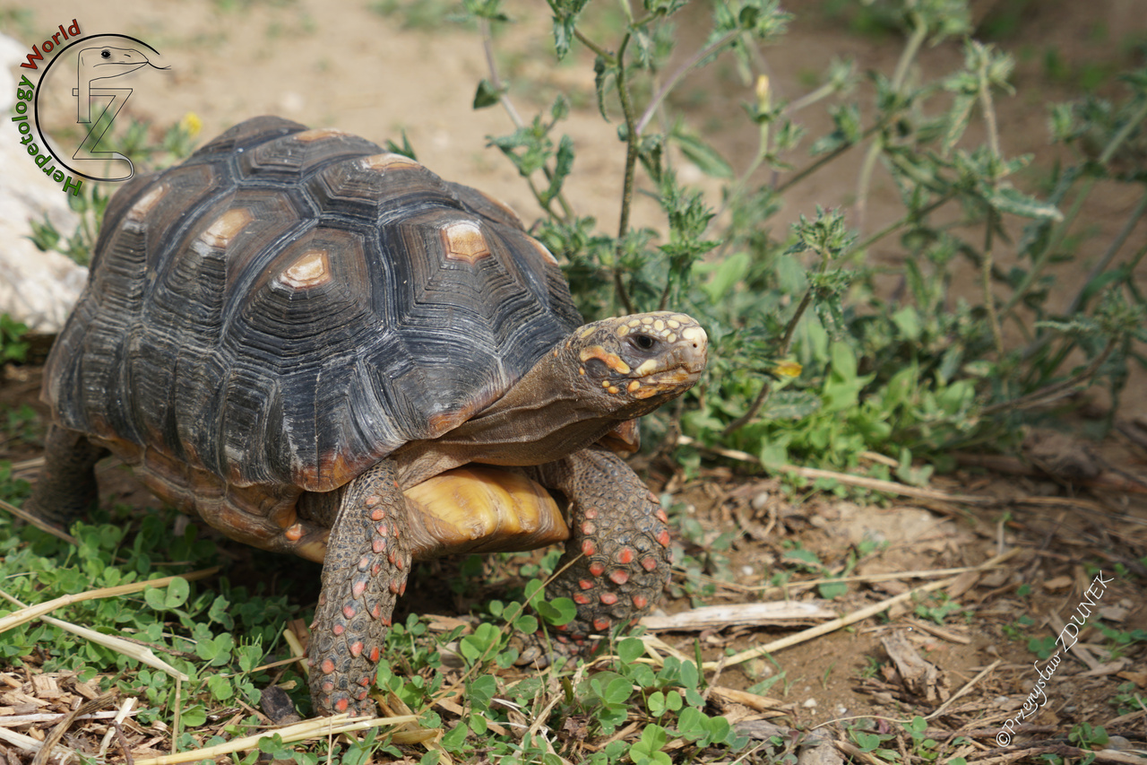 Reptiles and emotions part 2 