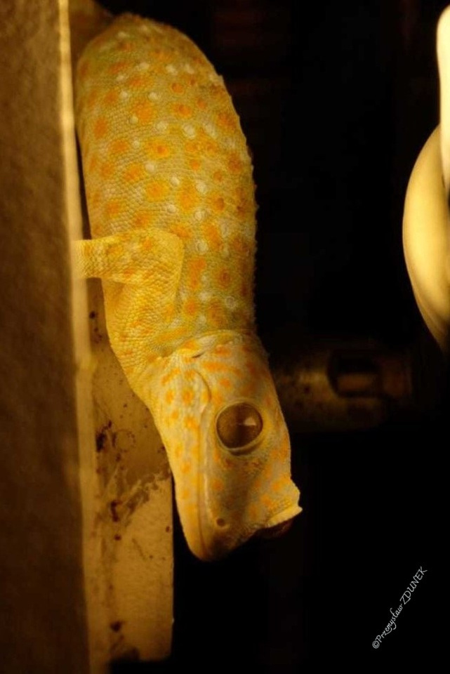 Scientists discover that this lizard has a sixth sense, a finding that could broaden our knowledge of human hearing loss