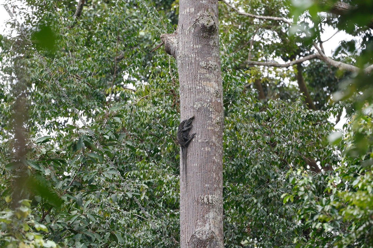 💕RARE - Arboreal mating by rough-necked monitors Varanus rudicollis in Sabah, Malaysia
