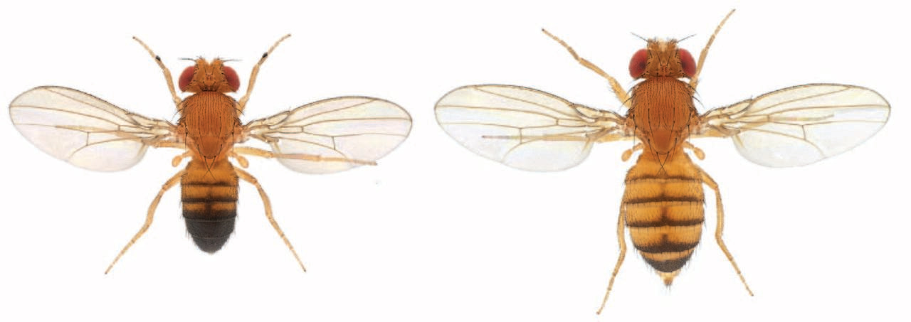 Species-specific duplicate genes help resolve sexual conflict while evolving essential sex-specific functions