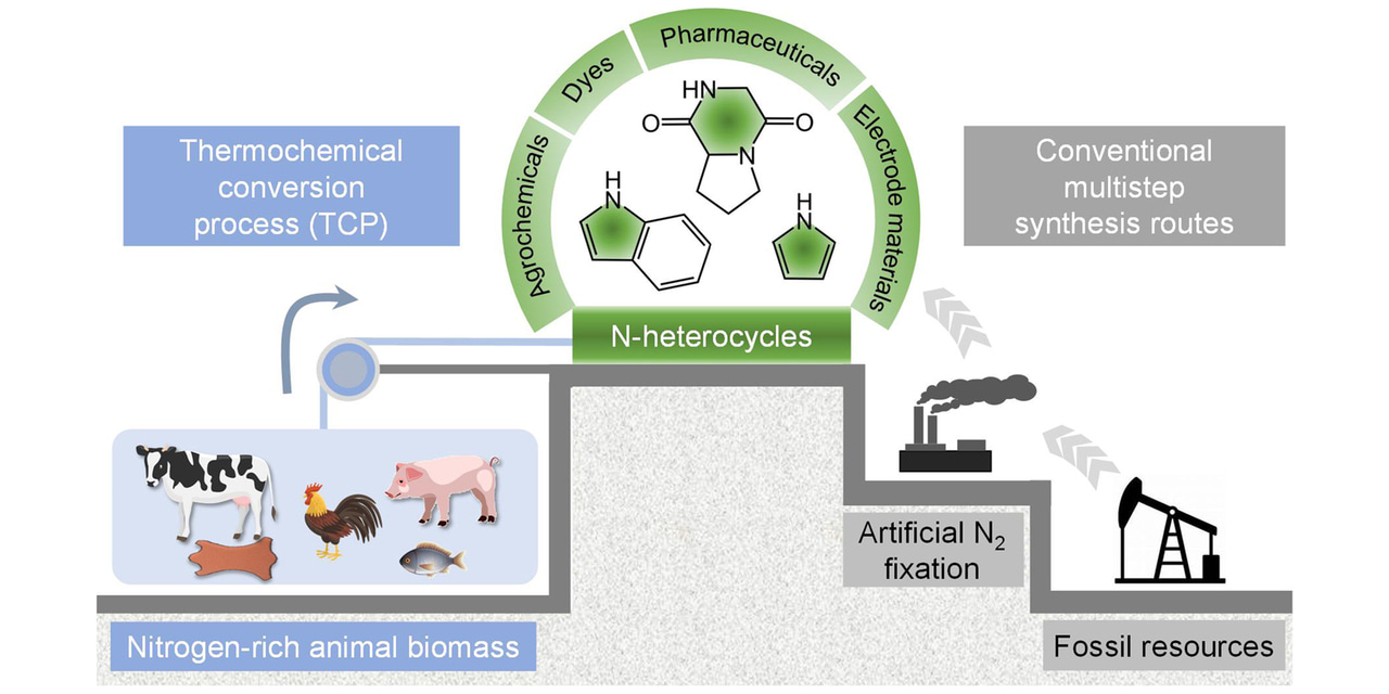 A sustainable thermochemical conversion of animal biomass to N-heterocycles