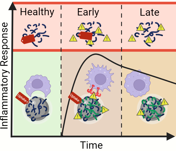 Timing Matters: Disease Progression Turns Innocuous Nanoparticles Into Inflammatory Agents