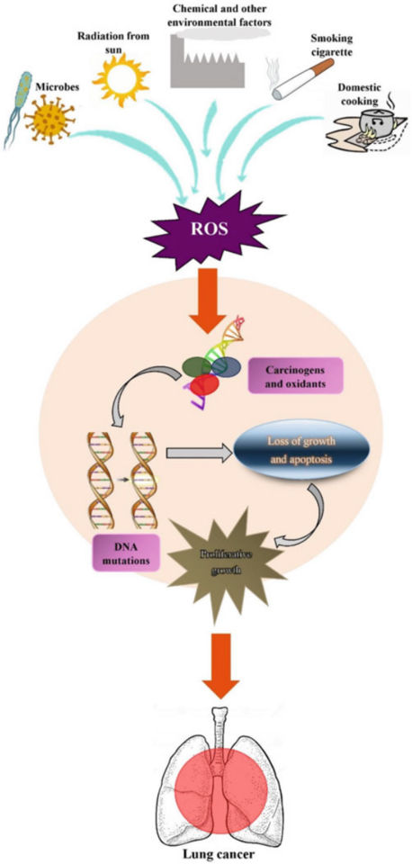 Pathogenesis of Oxidative Stress in Lung Cancer and Its Therapeutic Aspects