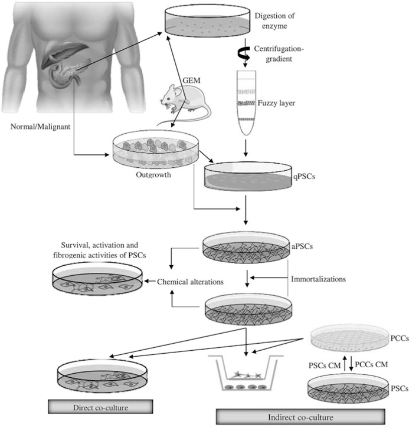 Genetics of Pancreatic Carcinogenesis: Current Molecular Insights from Animal Models