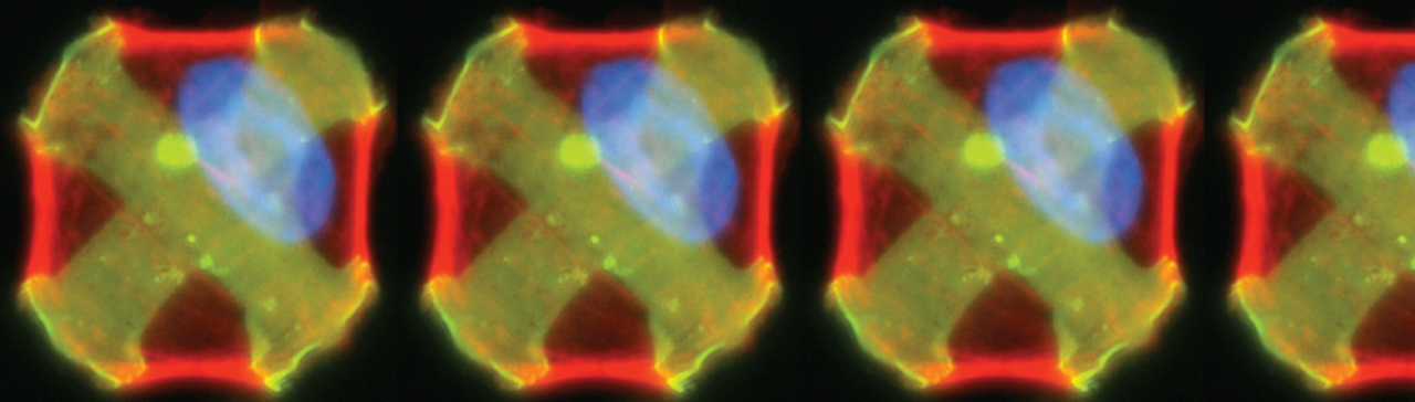 Automating single-cell force cytometry