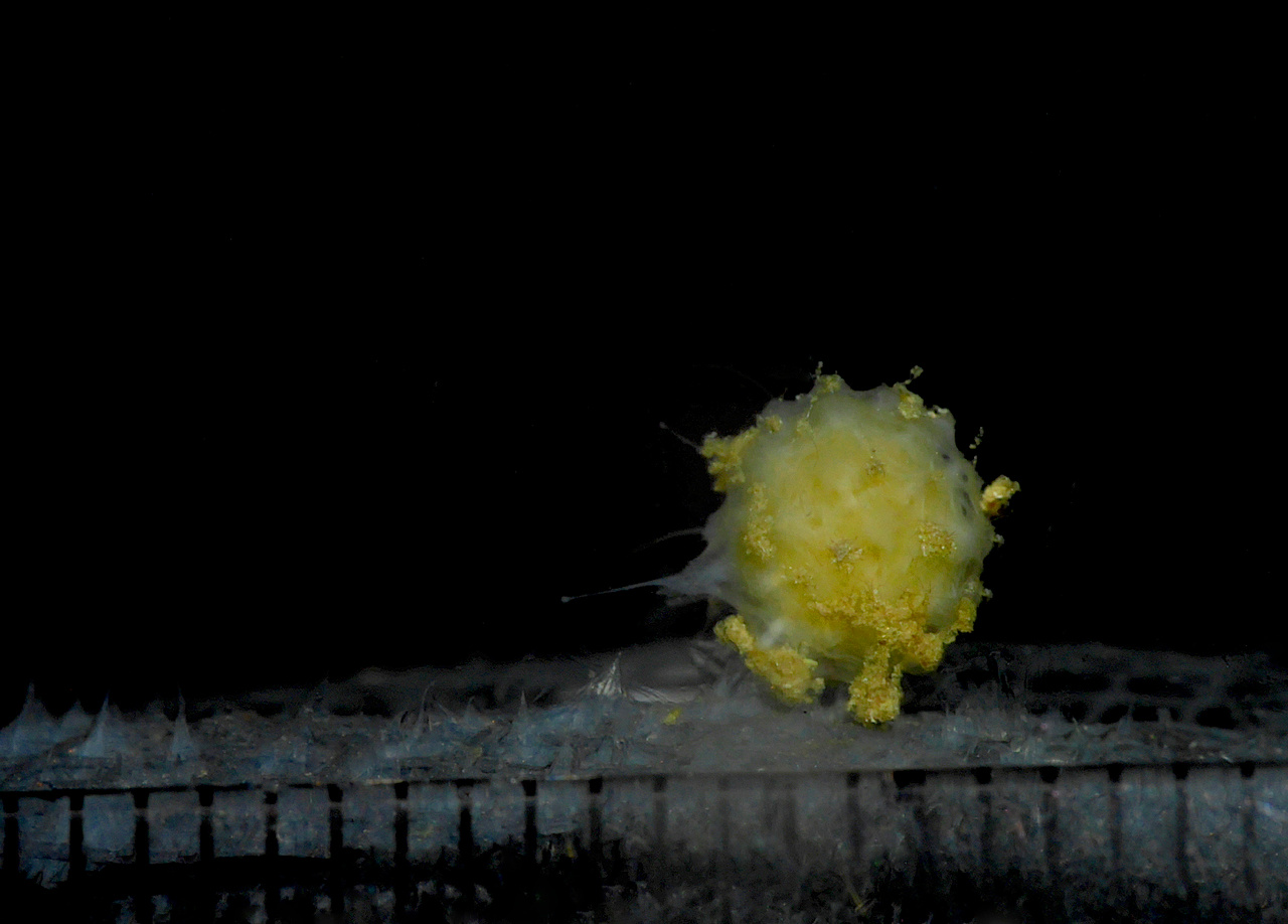 Oxygen sensing at the dawn of animal life