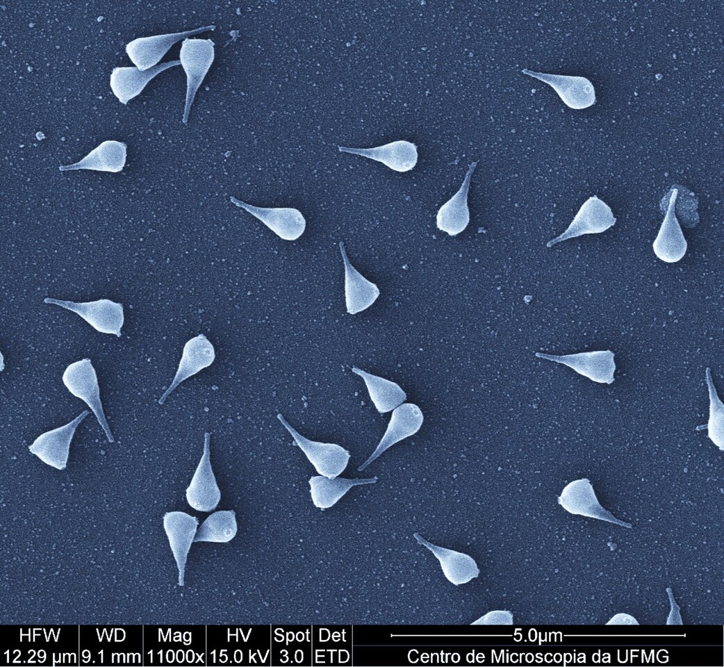 Another giant emerges from the heart of South America