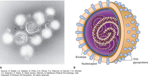 AccessMedicine's Image of the Week: Influenza Virus