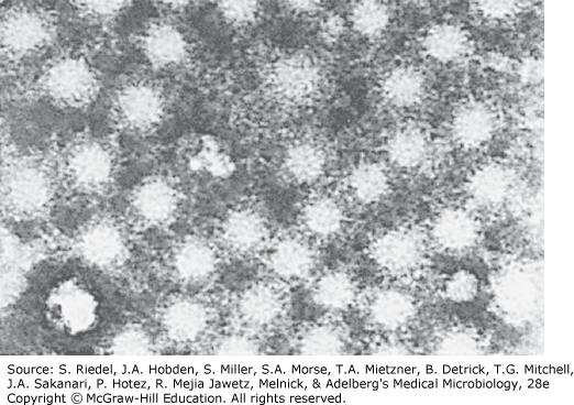AccessMedicine's Image of the Week: Electron micrograph of Hepatitis A Virus
