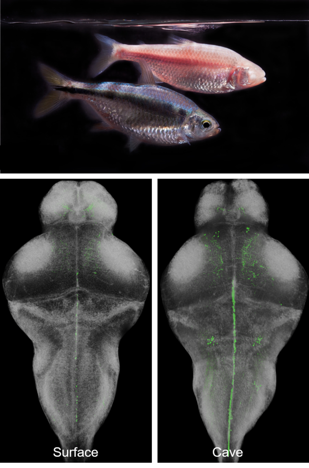 The evolution of sleep loss