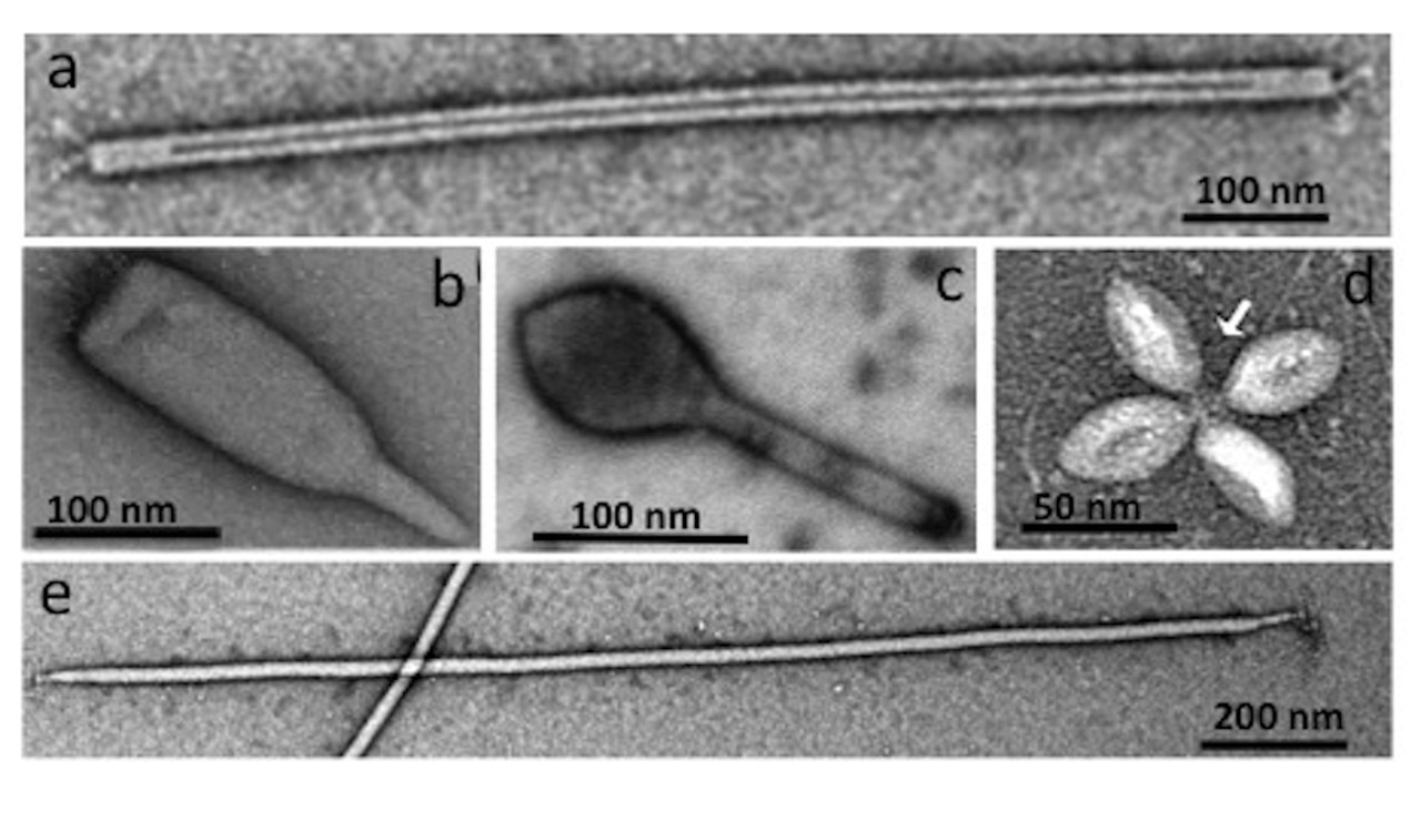 Hot war between viral anti-CRISPRs and archaeal CRISPR-Cas