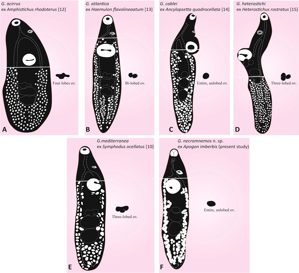 Preserved for discovery: using museum specimens to uncover a new parasitic trematode of fish