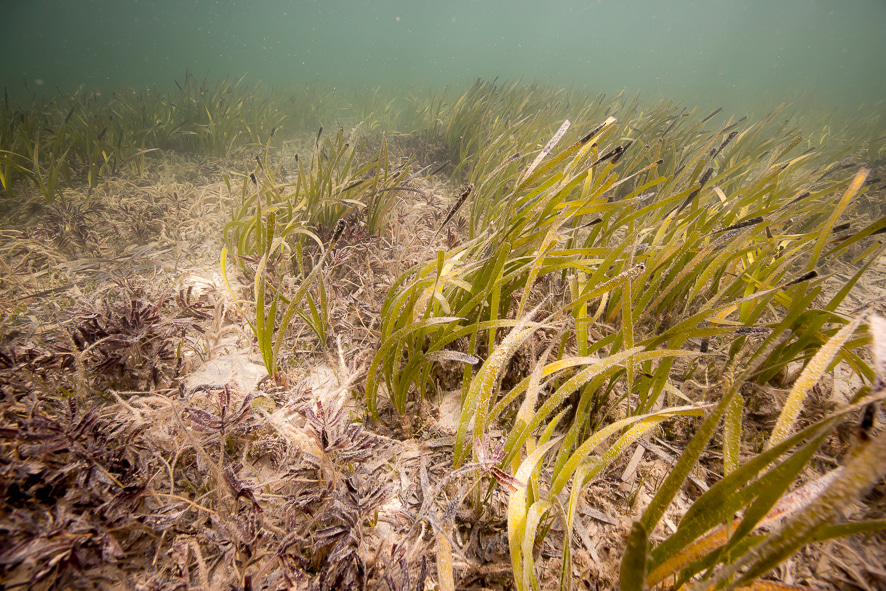 Carbon emissions from seagrass sediments triggered by a marine heat wave