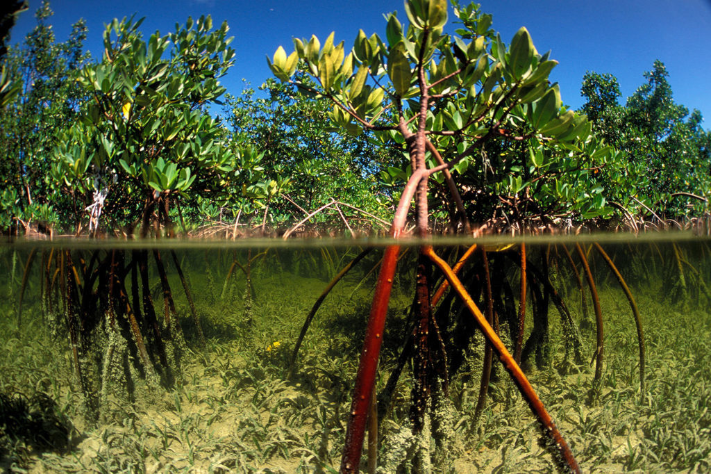 Global Mangrove Carbon Stocks
