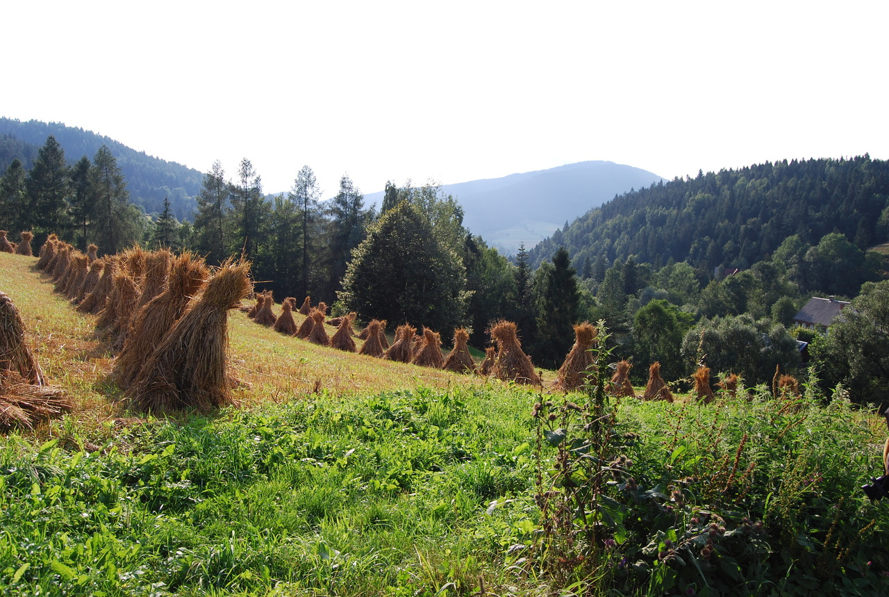 Market integration and the changing nature of social interactions in agricultural populations