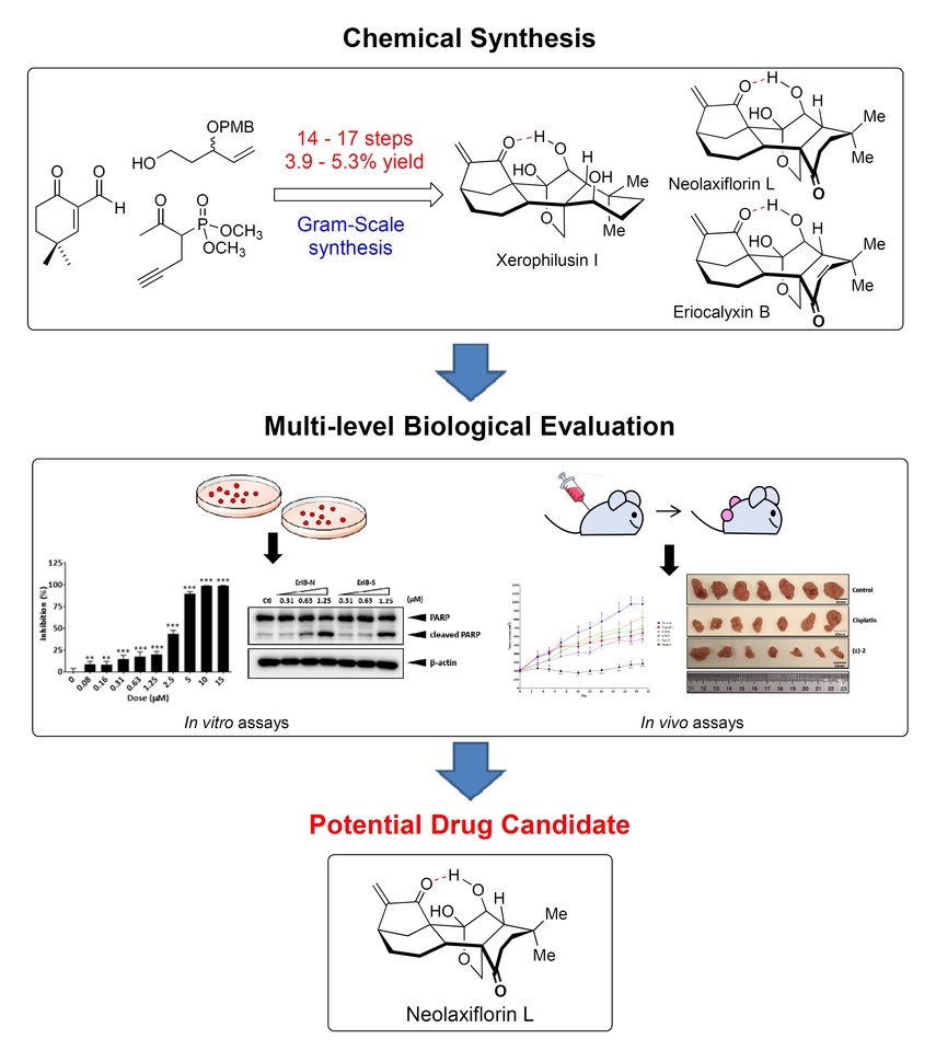 Scalable Synthesis Enabling Multilevel Bio-Evaluations of Natural Products for Discovery of Lead Compounds