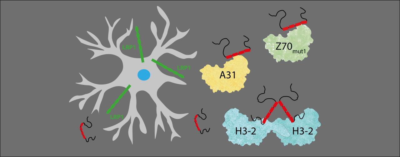 Understanding Alzheimer’s: A Promising Lead with Nanobodies